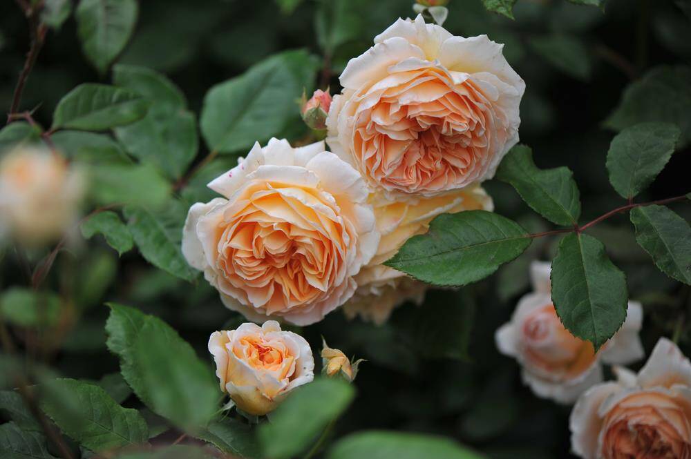 ROSES